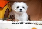 マルチーズ【大阪府・男の子・2025年5月10日・ホワイト】の写真14