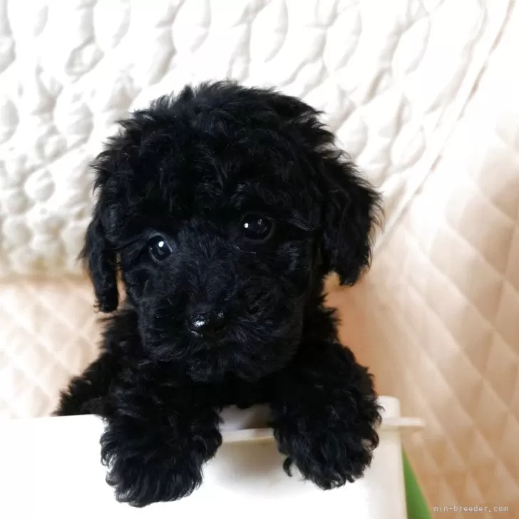ID：2505-00435の子犬