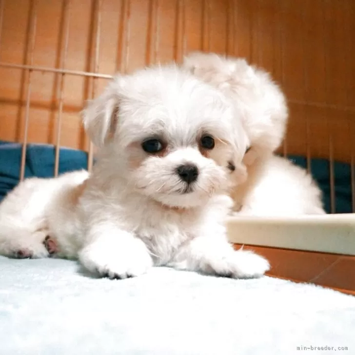 H.K 様のお迎えした子犬