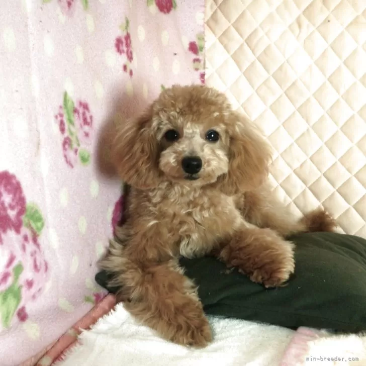 ID：2411-02490の子犬