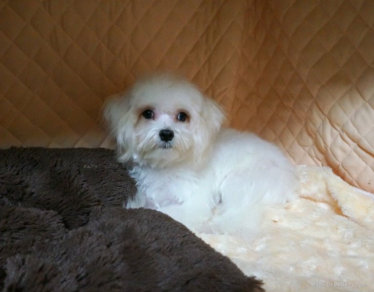 ブリーダー画像