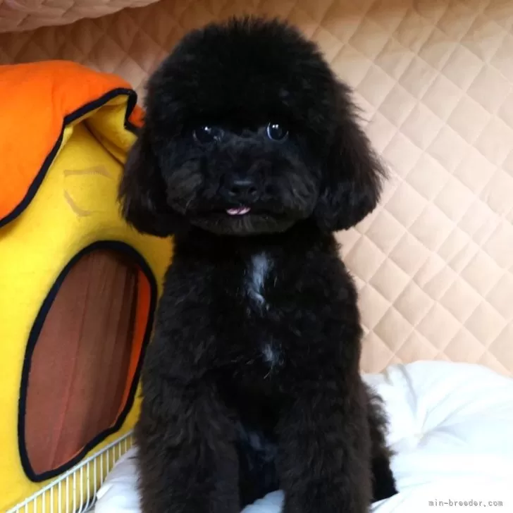 ID：2406-03953の子犬