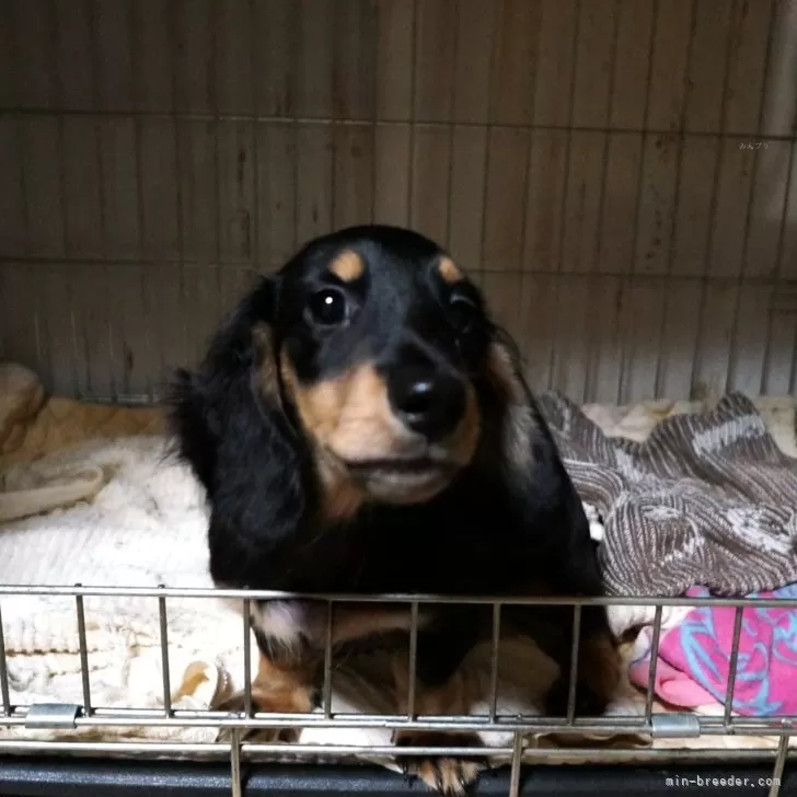 ミニチュアダックスフンド(ロング)【大阪府・男の子・2025年7月9日・ブラックタン】の写真1