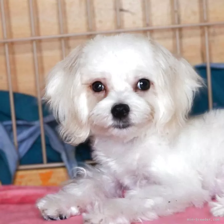 マルチーズ【大阪府・男の子・2025年5月10日・ホワイト】の写真1「カット後の普段の姿の写真です。」