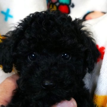 タイニープードル【大阪府・女の子・2025年10月1日・ブラック】の写真「５６日を迎え紹介を始める、優しい肌さわりな女の子。」