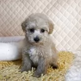 タイニープードル