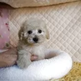 タイニープードル