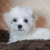 マルチーズ