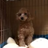 タイニープードル