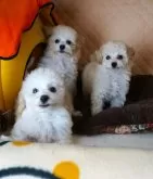 タイニープードル【大阪府・女の子・2024年10月22日・ホワイト】の写真3