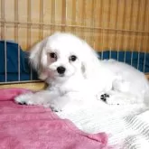 マルチーズ【大阪府・男の子・2025年5月10日・ホワイト】の写真4「今の保母さんのおねーちゃんと。」