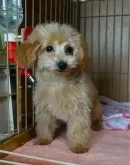 タイニープードル【大阪府・男の子・2024年9月17日・レッド】の写真4