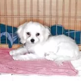 マルチーズ【大阪府・男の子・2025年5月10日・ホワイト】の写真6