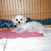 マルチーズ【大阪府・男の子・2025年5月10日・ホワイト】の写真8