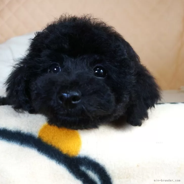 もりもり 様のお迎えした子犬