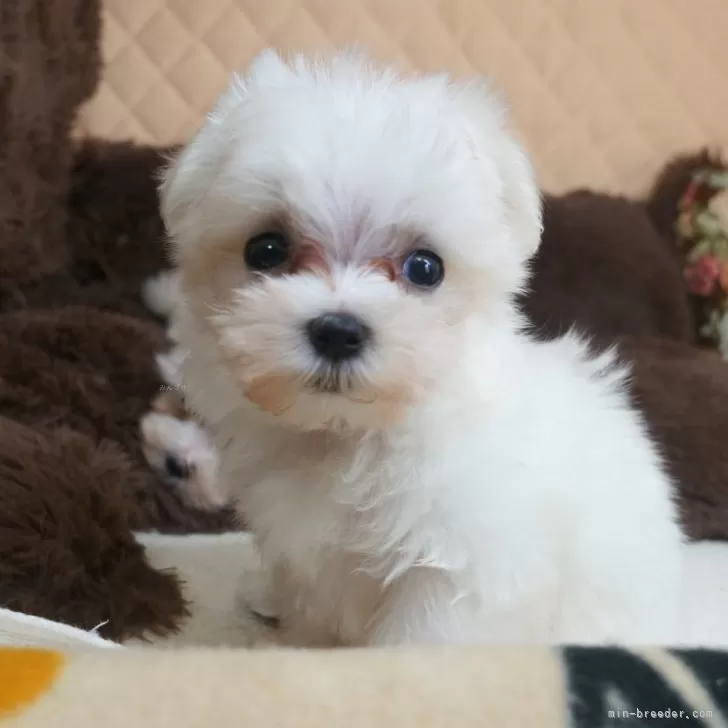 ID：2407-00600の子犬