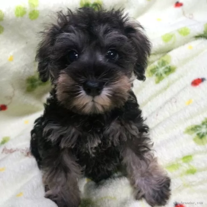 ID：2406-07440の子犬