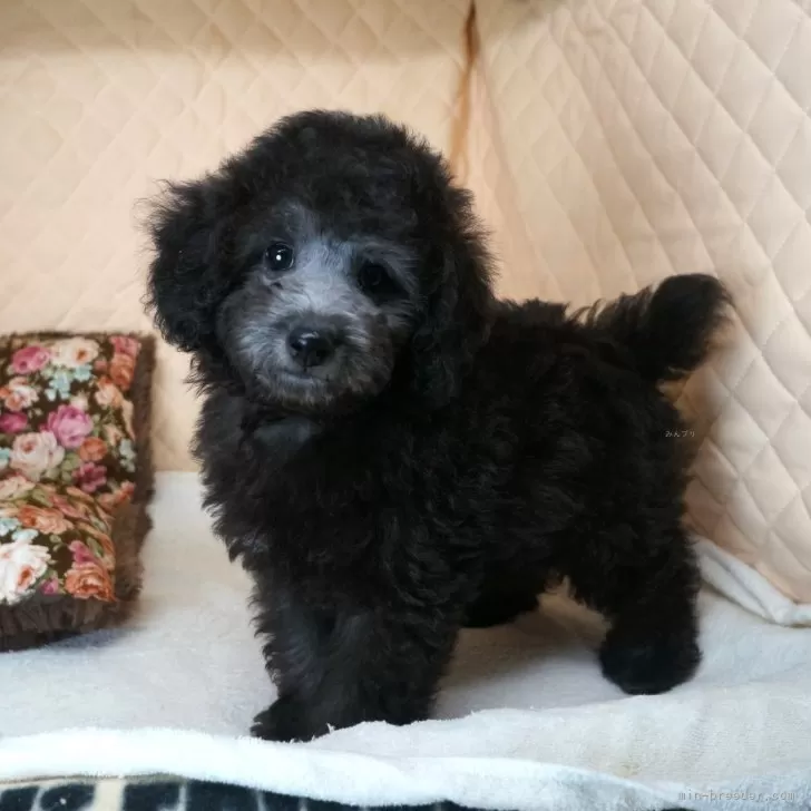 ID:2407-05957の子犬