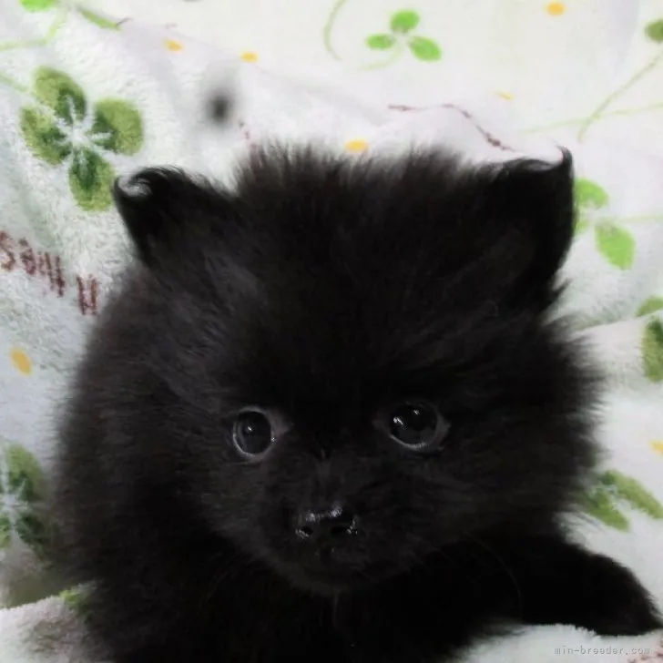 ID：2301-02533の子犬