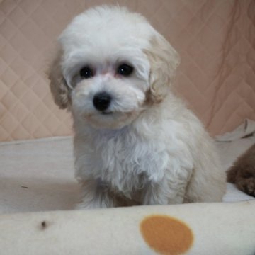 トイプードル(タイニー)【大阪府・女の子・2024年1月3日・クリーム】の写真「小柄でも負けずに、明るく元気な子。」