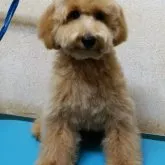 トイプードル(トイ)【大阪府・男の子・2023年3月16日・アプリコット】の写真1