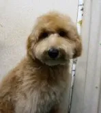 トイプードル(トイ)【大阪府・男の子・2023年3月16日・アプリコット】の写真2