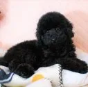 タイニープードル【大阪府・男の子・2022年1月6日・ブラック】の写真2