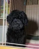タイニープードル【大阪府・男の子・2022年5月10日・ブラック】の写真3