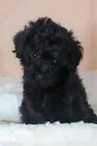 タイニープードル【大阪府・男の子・2022年5月10日・ブラック】の写真5