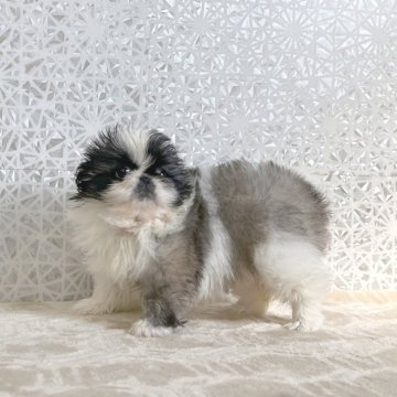 パーティーのペキニーズの子犬を探す｜ブリーダー直販の子犬販売