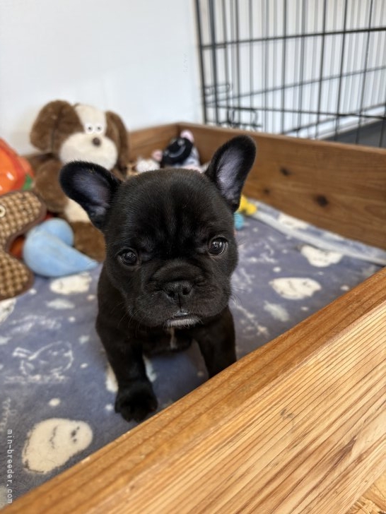 神山大樹ブリーダーのブログ：4匹ご家族が決まりました✨