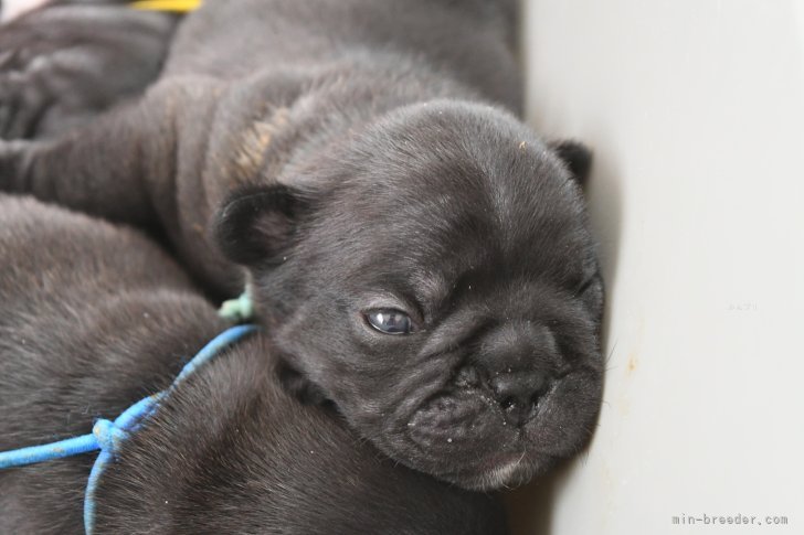 神山大樹ブリーダーのブログ：成長してきました✨