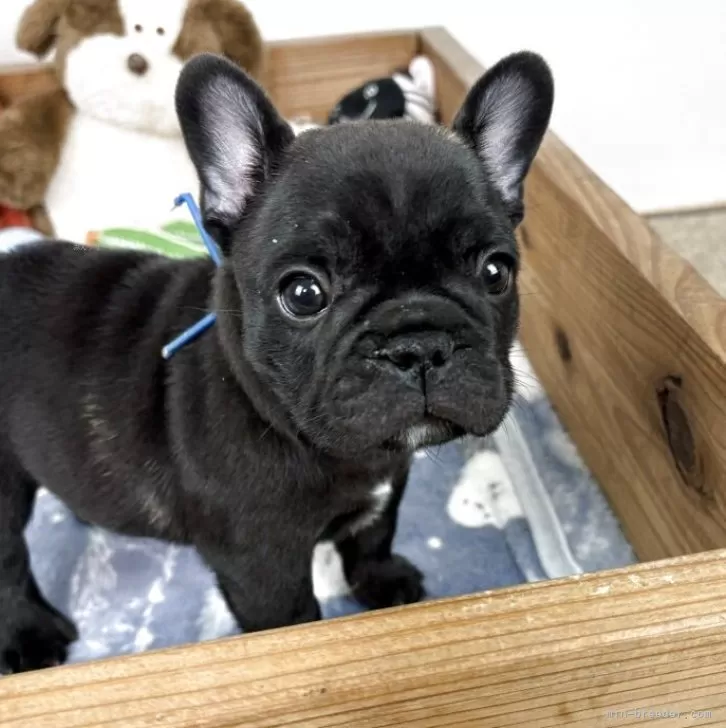 フレンチブルドッグ【群馬県・男の子・2025年10月17日・ブリンドル】の写真1