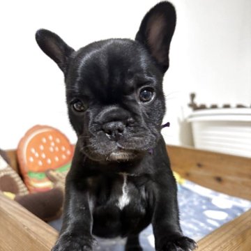 フレンチブルドッグ【群馬県・女の子・2025年10月17日・ブリンドル】の写真「キリッとした顔、ショートバック体型で可愛いです😆」