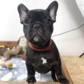 フレンチブルドッグ