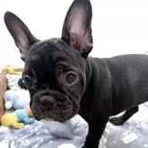 フレンチブルドッグ
