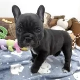 フレンチブルドッグ