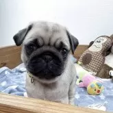 パグ
