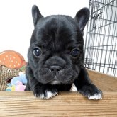 フレンチブルドッグ