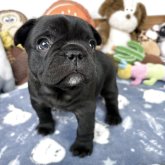 フレンチブルドッグ