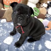 フレンチブルドッグ