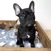 フレンチブルドッグ
