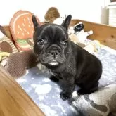フレンチブルドッグ【群馬県・女の子・2025年10月17日・ブリンドル】の写真3