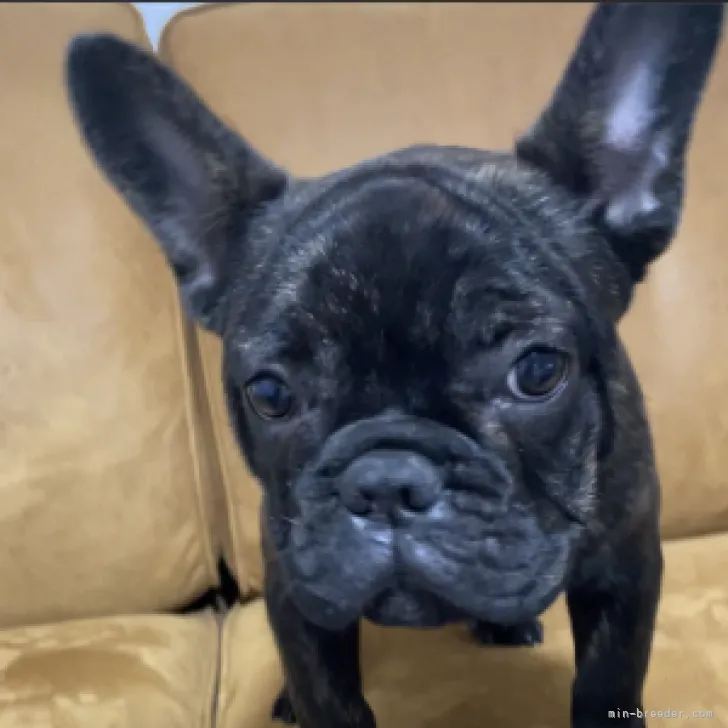 ID：2211-03702の子犬
