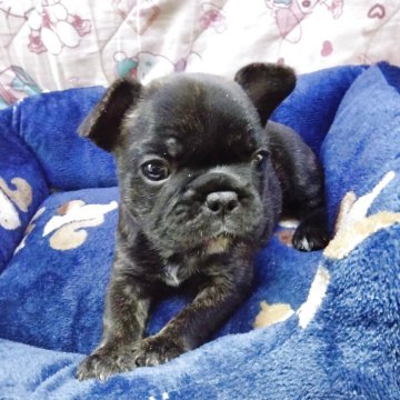 フレンチブルドッグ【群馬県・女の子・2025年11月5日・ブリンドル】の写真「クリクリした目が特徴的なタイガーブリンドル女の子」