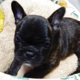 フレンチブルドッグ