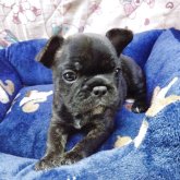 フレンチブルドッグ