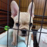 フレンチブルドッグ