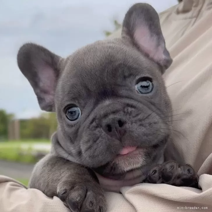 ID：2509-01647の子犬