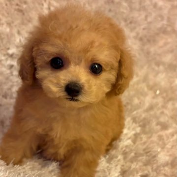 タイニープードル【佐賀県・女の子・2025年9月22日・アプリコット】の写真「お鼻短め💖」